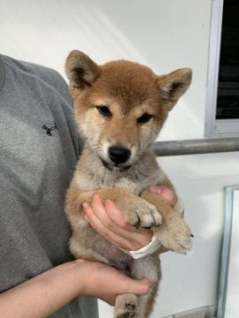 柴犬(標準サイズ)【徳島県・男の子・2021年2月16日・赤】の写真「可愛いお顔です❤」