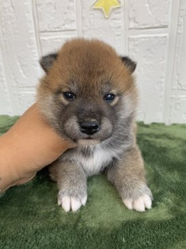 柴犬(標準サイズ)【徳島県・男の子・2021年6月9日・赤】の写真「可愛い男の子❤」