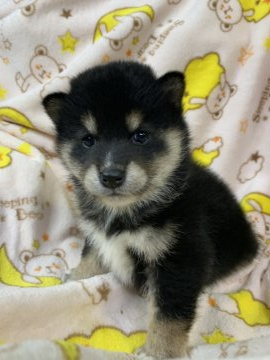 柴犬(標準サイズ)【徳島県・女の子・2020年3月4日・黒】の写真「小ぶりの可愛い女の子❤」