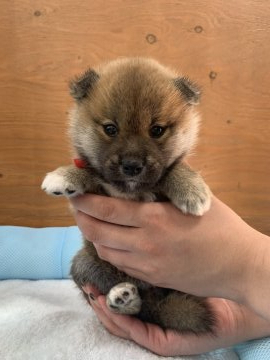 柴犬(標準サイズ)【徳島県・男の子・2021年6月14日・赤】の写真「可愛い男の子❤」