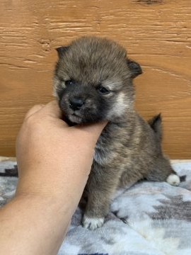 柴犬(豆柴)【徳島県・女の子・2021年3月31日・赤】の写真「可愛いお顔です❤」