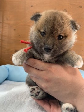 柴犬(標準サイズ)【徳島県・男の子・2021年6月14日・赤】の写真「可愛い男の子❤」