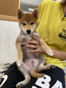 柴犬(標準サイズ)【徳島県・男の子・2021年6月9日・赤】の写真「甘えん坊の可愛い男の子❤」