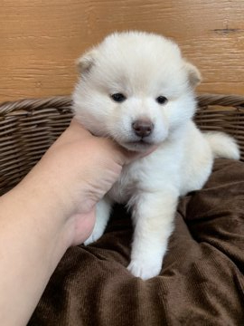 柴犬(標準サイズ)【徳島県・女の子・2020年12月11日・白】の写真「可愛い白柴の女の子❤」