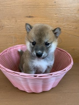 柴犬(標準サイズ)【徳島県・女の子・2021年3月24日・赤】の写真「小ぶりの可愛いお顔です❤」