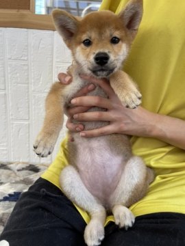 柴犬(標準サイズ)【徳島県・女の子・2021年6月7日・赤】の写真「小ぶりの可愛い女の子❤」