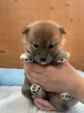 柴犬(標準サイズ)【徳島県・女の子・2021年6月14日・赤】の写真1「7/25撮影📸✨」