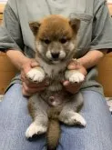 柴犬(標準サイズ)【徳島県・男の子・2021年4月1日・赤】の写真1「5/25撮影📸✨」