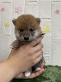 柴犬(標準サイズ)【徳島県・女の子・2021年6月10日・赤】の写真1「7/14撮影📸✨」