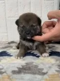 柴犬(標準サイズ)【徳島県・男の子・2021年9月9日・赤】の写真1「10/25撮影📸✨黒色君🐾」