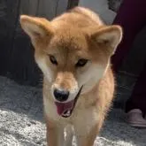 柴犬(標準サイズ)【徳島県・女の子・2021年7月14日・赤】の写真1「切れ目の美人さんです♥️」