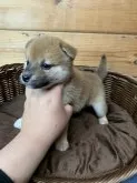 柴犬(標準サイズ)【徳島県・女の子・2021年1月6日・赤】の写真2「横顔✨」