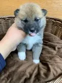 柴犬(標準サイズ)【徳島県・男の子・2021年1月5日・赤】の写真3「靴下履いてます❤」