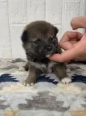 柴犬(標準サイズ)【徳島県・男の子・2021年9月9日・赤】の写真3