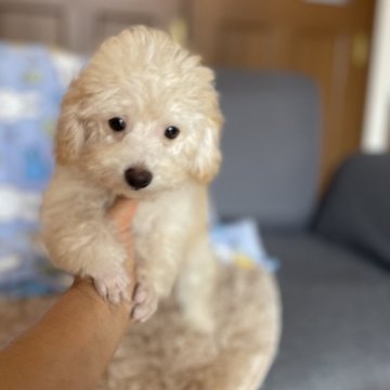 タイニープードル【鹿児島県・男の子・2024年8月28日・クリーム】の写真「可愛い」