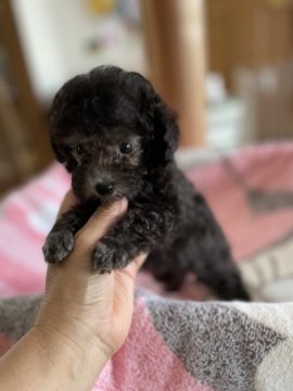 トイプードル(タイニー)【鹿児島県・女の子・2021年5月25日・シルバー】の写真「可愛い」