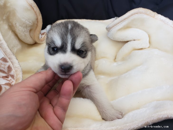 シベリアンハスキー 広島県 男の子 21年2月1日 シルバーホワイト もふもふです みんなのブリーダー 子犬id 2102