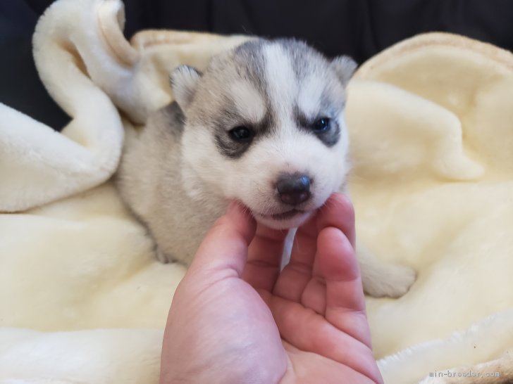 シベリアンハスキー 広島県 女の子 21年2月28日 シルバーホワイト ずっしりしています みんなのブリーダー 子犬id 2103