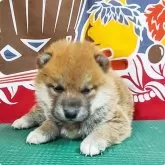 柴犬(標準サイズ)【神奈川県・男の子・2024年1月2日・赤】の写真1「キリッとイケ柴君💕」