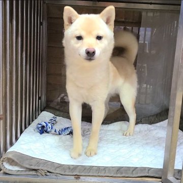 柴犬(豆柴)【神奈川県・男の子・2024年7月1日・白】の写真「可愛い丸顔の白豆君💕(現在３kg体高32cm）」