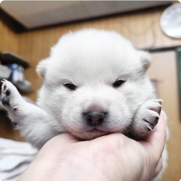 柴犬(豆柴)【神奈川県・男の子・2024年12月30日・白】の写真「鼻黒･丸顔の真っ白なシロクマ小豆君💕」