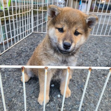 柴犬(標準サイズ)【神奈川県・男の子・2024年9月2日・赤】の写真「お散歩練習も始めました🎶お外大好きです💕」