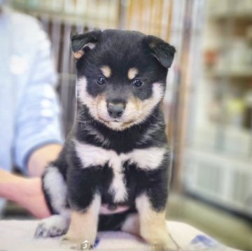 豆柴【神奈川県・男の子・2024年11月7日・黒】の写真「これぞイケ黒豆柴です💕」