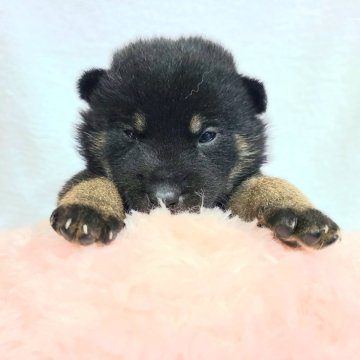 柴犬(豆柴)【神奈川県・男の子・2024年10月2日・黒】の写真「丸顔でマロ眉ハッキリ💕」