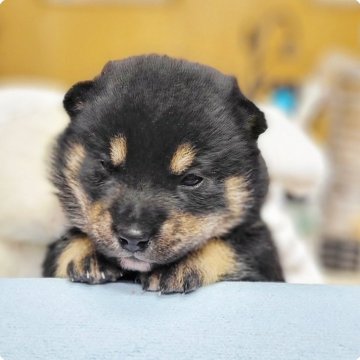 柴犬(豆柴)【神奈川県・男の子・2024年12月30日・黒】の写真「まろ眉しっかり小豆君💕」