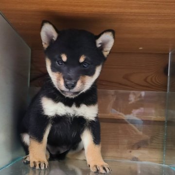 柴犬(豆柴)【神奈川県・男の子・2024年9月27日・黒】の写真「豆柴４兄妹の男の子💕」