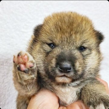 柴犬(豆柴)【神奈川県・男の子・2024年11月4日・赤】の写真「父犬チャンピオン･豆柴男の子です💕♪」