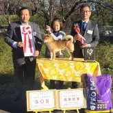 豆柴【神奈川県・男の子・2024年11月4日・赤】の写真6「お父さん→豆柴のドッグショーでは、優勝しました💕」