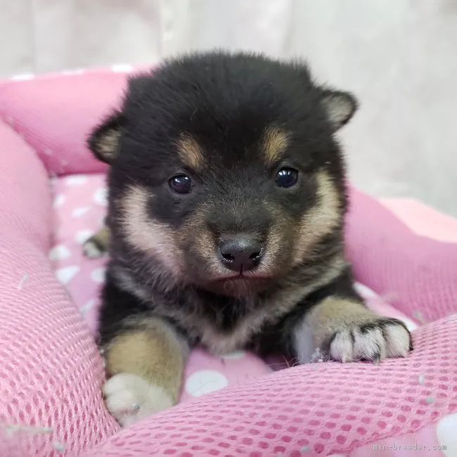 柴犬(標準サイズ)【神奈川県・女の子・2019年2月14日・黒】の写真1「お顔まん丸タヌキ柴💕」