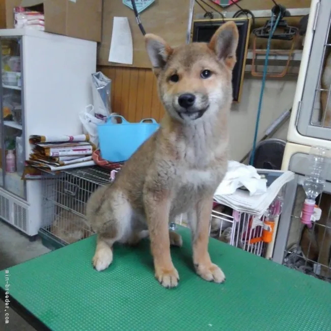 柴犬(標準サイズ)【神奈川県・男の子・2015年12月23日・赤】の写真1「今一番毛が抜けて細く見えますが…タヌキ顔です‼」