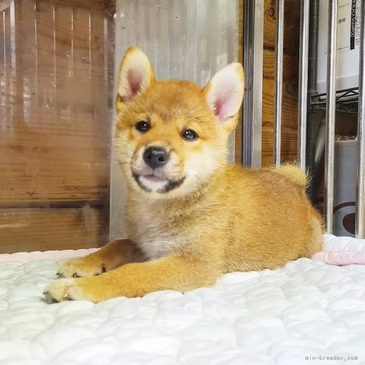 柴犬(標準サイズ)【神奈川県・男の子・2024年5月10日・赤】の写真1「キリッとおすわり💕」