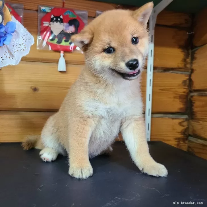 よーちん 様のお迎えした子犬