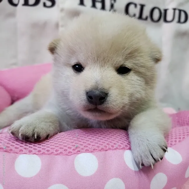 柴犬(標準サイズ)【神奈川県・男の子・2019年2月14日・白】の写真1「お顔まん丸鼻真っ黒白クマ君💕」