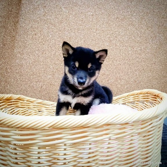 豆柴 神奈川県 男の子 22年2月16日 黒 まろ眉ハッキリイケメン君 血統書 犬種豆柴です みんなのブリーダー 子犬id 25