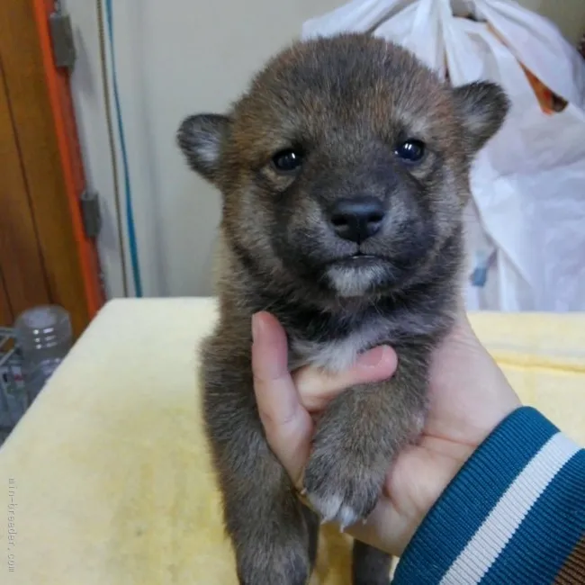 柴犬(標準サイズ)【神奈川県・男の子・2016年1月1日・赤】の写真1「熊ちゃんです🎵」