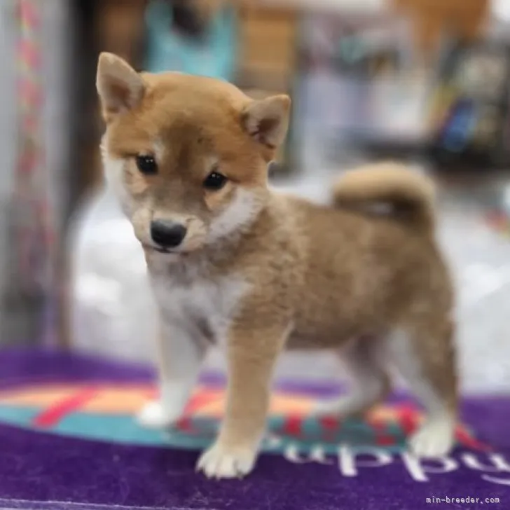 柴犬(標準サイズ)【神奈川県・男の子・2023年5月1日・赤】の写真1「まだまだ可愛い盛りです💕」