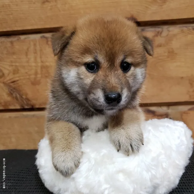 柴犬(標準サイズ)【神奈川県・男の子・2019年8月3日・赤】の写真1「はい♪ポーズ💕」