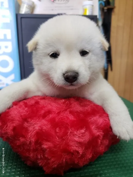 柴犬(標準サイズ)【神奈川県・女の子・2018年6月14日・白】の写真1「お顔まん丸白くまちゃん💕」