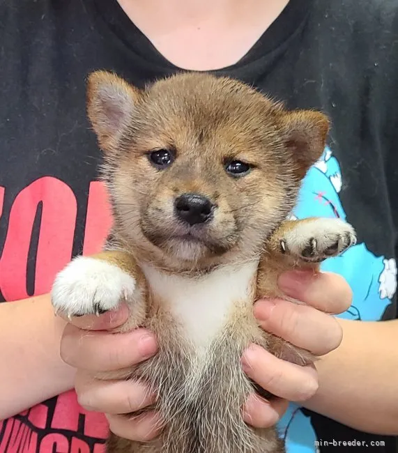 柴犬(標準サイズ)【神奈川県・女の子・2021年8月11日・赤】の写真1「お目めキリッと美人ちゃん♪」