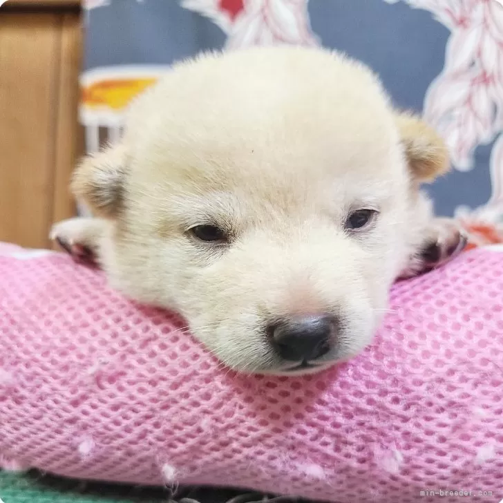 豆柴【神奈川県・女の子・2024年8月2日・白】の写真1「まだまだ見た目シロクマちゃん💕」