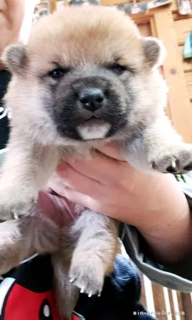 柴犬(標準サイズ)【神奈川県・男の子・2019年1月1日・赤】の写真1「お顔まん丸タヌキ顔君💕」