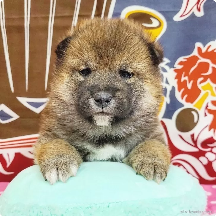 柴犬(標準サイズ)【神奈川県・男の子・2023年12月19日・胡麻】の写真1「お顔まん丸　熊五郎〜！！」