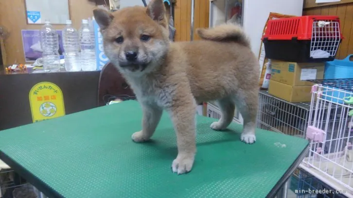 柴犬(標準サイズ)【神奈川県・男の子・2015年10月30日・赤】の写真1「はじめての台の上💧💧コワイよぉ～!!」