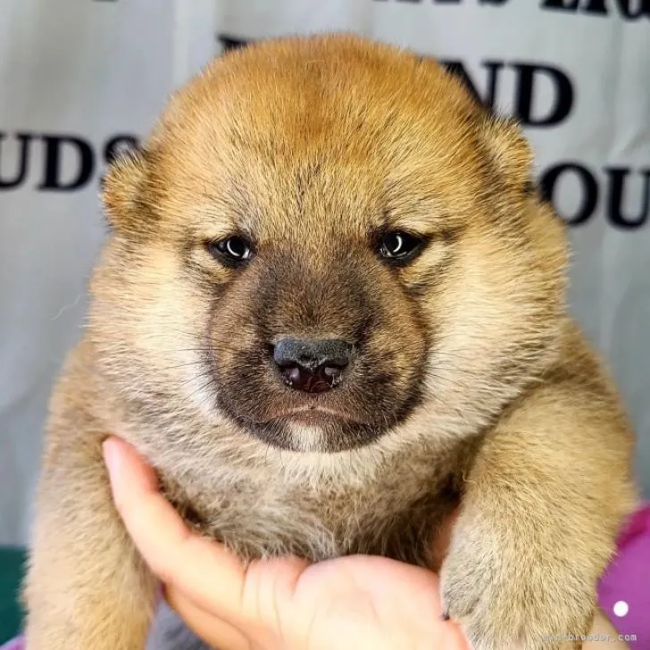 柴犬(標準サイズ)【神奈川県・男の子・2022年8月5日・赤】の写真1「熊ちゃんみたいな僕に会いに来てね💕」