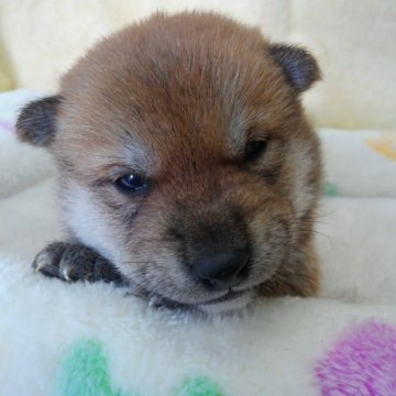 柴犬(豆柴)【神奈川県・男の子・2017年2月4日・赤】の写真「パパは極小サイズの男の子💕」