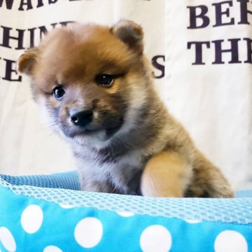 柴犬(標準サイズ)【神奈川県・男の子・2019年11月21日・赤】の写真「３頭兄妹の男の子です🎶」